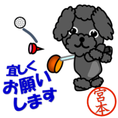 Poodle called Miyamoto which plays golf
