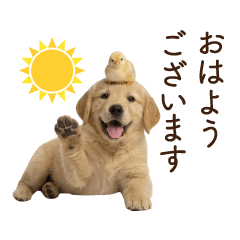 Golden Retriever(honorific language)