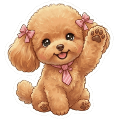 Soothing Apricot Toy Poodle ! Cute Girl.