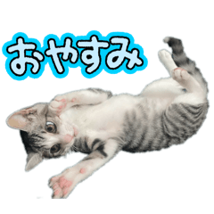 nekosuke_20260403090408