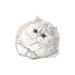 Floofy & Sweet Persian Cat