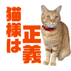 LAND LIKE A CAT_20260403131015