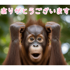 PAKAMOGOLY_20260403001713