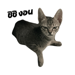 fufumoo_20260402224824