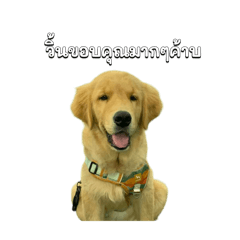 Kelvin handsome and cool