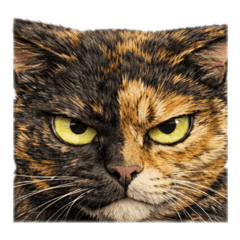 Savage Tortoiseshell Cat Stickers