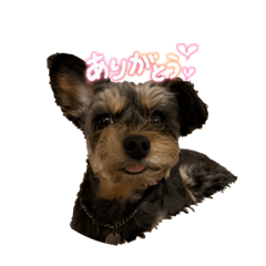 INDIGO_20260330234601