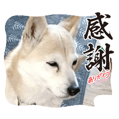 sakurakagumiyakoma_20260403073220