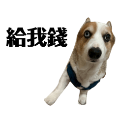 Q罵罵號