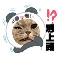 奶油喵喵 長大囉！