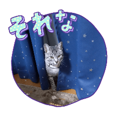 catFirst_20260403094809