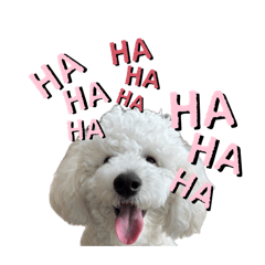 shiiiiba_20260403124731