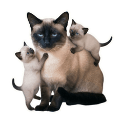 LemonSoda_20260403114112