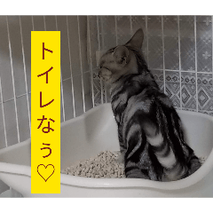 Miyanyan_20260331024206