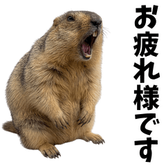 marmot and honorific language