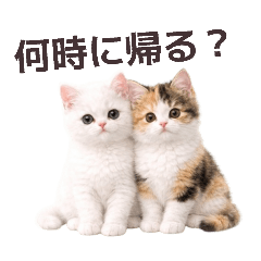 pepecoco_20260403130000