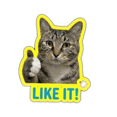 tomato_cat_20260331080629