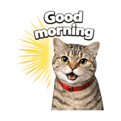 Studio three cats_20260331101659