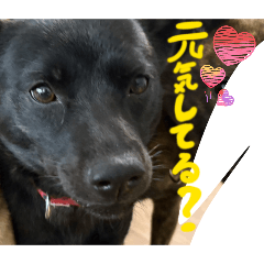 sakurakagumiyakoma_20260403170944