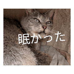 tusunu_cat_20260403192108