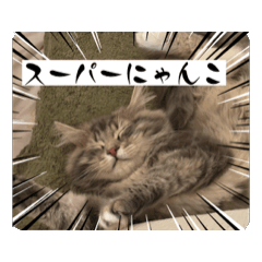 Sweets Cats Rose_20260404085803