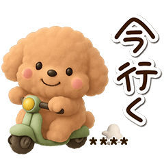 Toy poodle apricot (3D) Custom