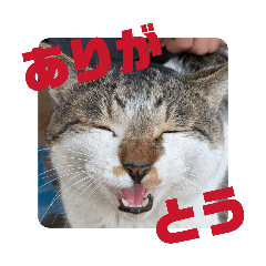 noraneko commission_20260403200807