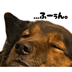 I am not a dog anymore