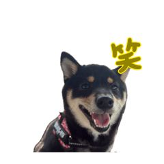 akissy_20260403202507