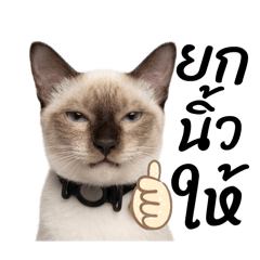 Kanitt.p_20260403125438