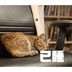 狗狗和小貓