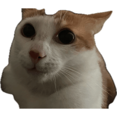 Babies of Jas and Jolie