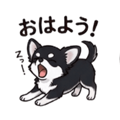 Chihuahuachan2