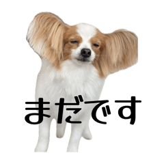 shellie_20260403210055