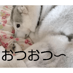 husky dog_20260403205552