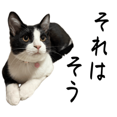 chocobi_20260403211946