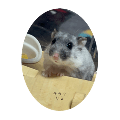 hamulana_20260403214847