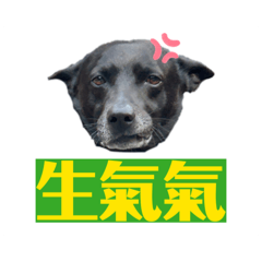 妞旺咪《汪汪日常生活》