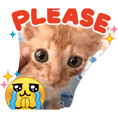 Nong mi_20260403143640