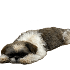 Seina_20260403165031