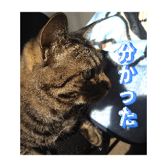 kinako_20260403204421