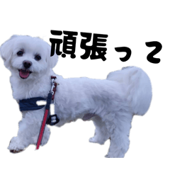 Chako_20260403221457