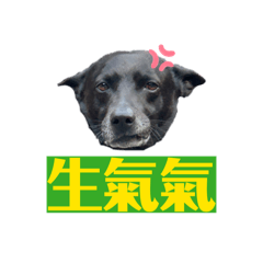 妞旺咪《汪汪日常2》