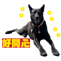 妞旺咪《汪汪汪日常》