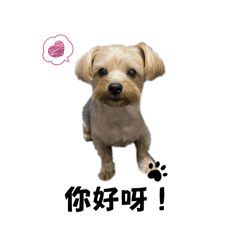 土豆油油的日常