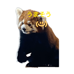 Kitikititanuki_20260403213742