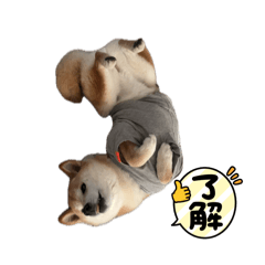 chikuwa shiba inu