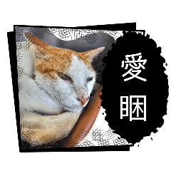 鄉下一隻貓