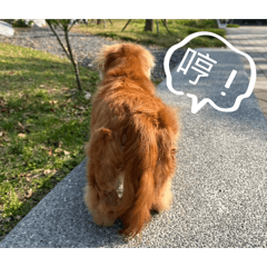 阿丁表情包2