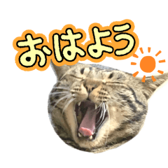 My Cats Everyday Stickers